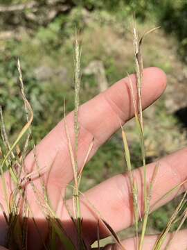 Plancia ëd Muhlenbergia sylvatica Torr.