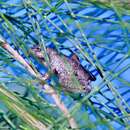 Litoria peronii (Tschudi 1838)的圖片