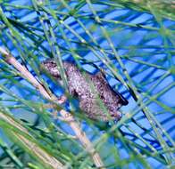 Litoria peronii (Tschudi 1838)的圖片