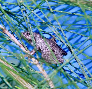 Image of Emerald Spotted Treefrog