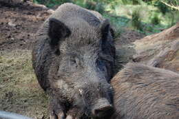 Imagem de Sus scrofa scrofa Linnaeus 1758