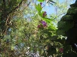 Image of tall morning-glory