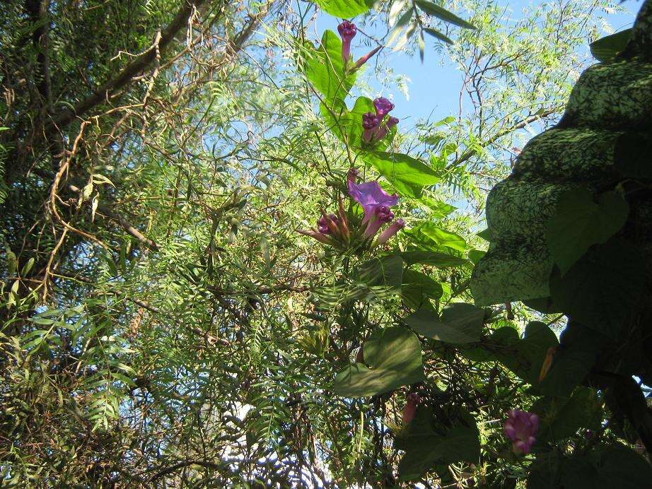 Image of tall morning-glory