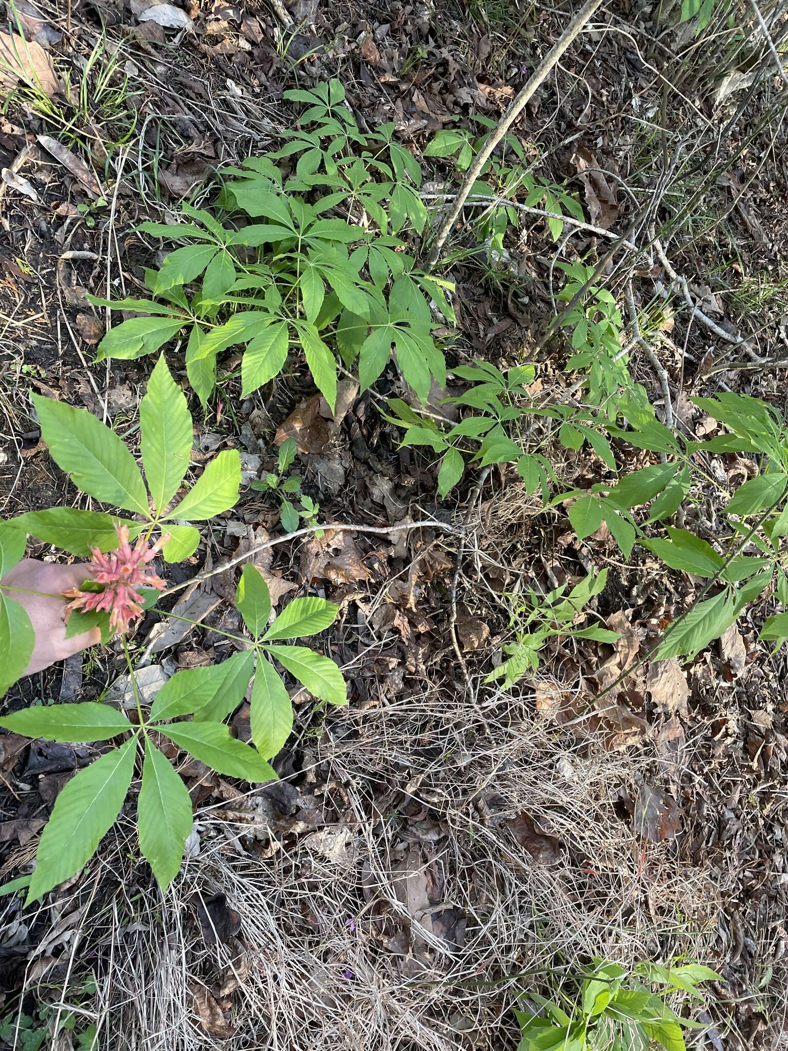 صورة Aesculus bushii C. K. Schneid.