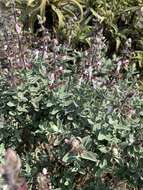 صورة Syncolostemon incanus (Codd) D. F. Otieno