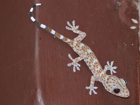 Image of Tokay Gecko