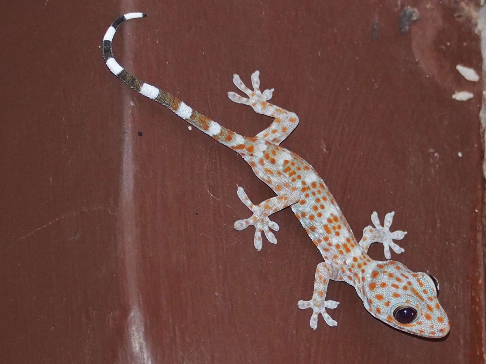 Imagem de Gekko gecko (Linnaeus 1758)