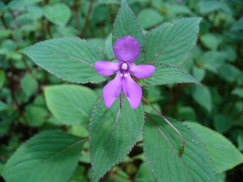 Image of Jewelweeds