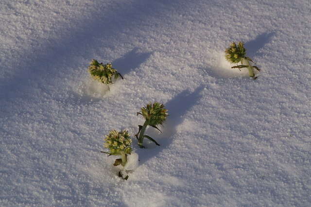 Image of Petasites albus (L.) Gaertn.