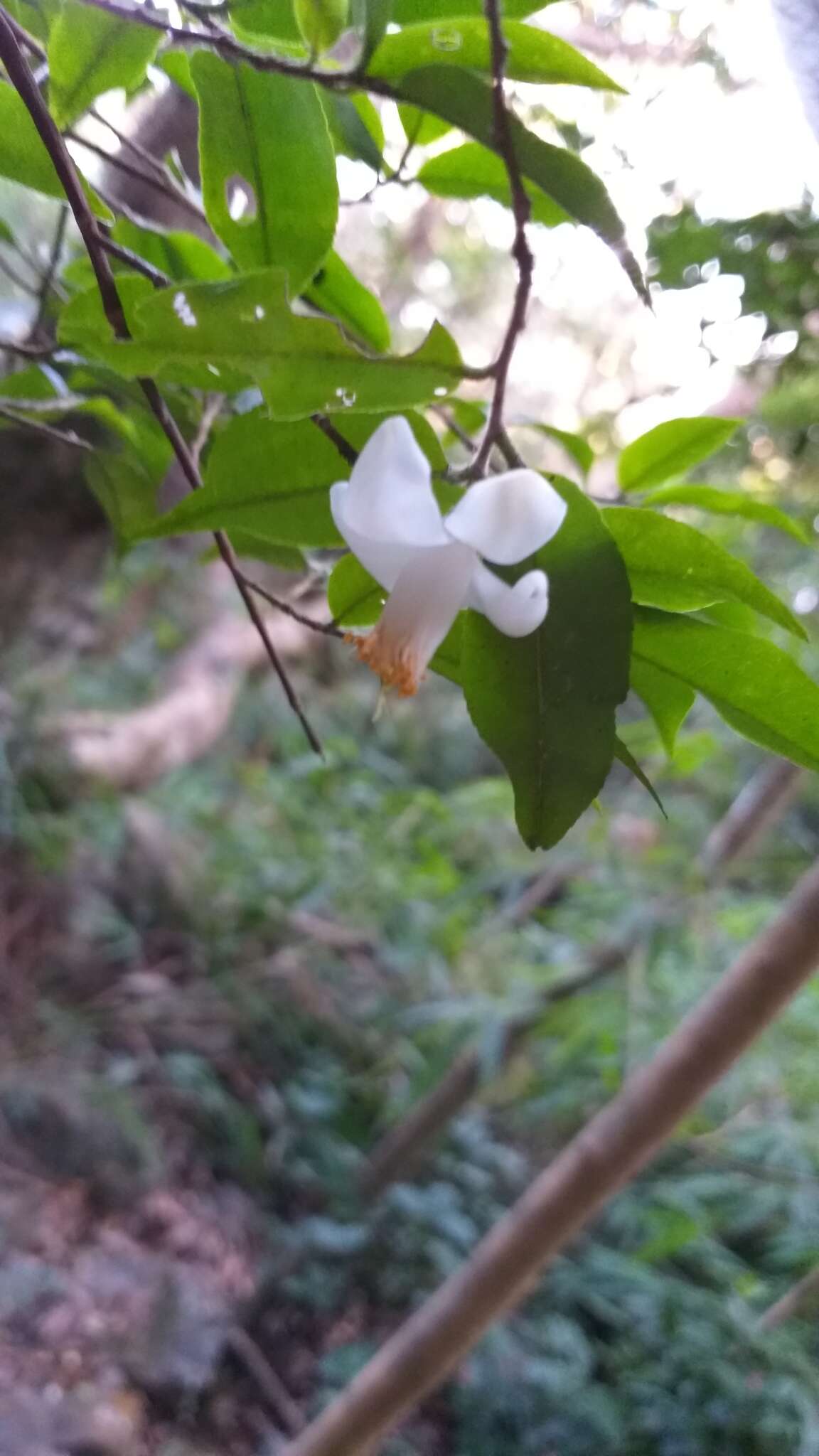 Image of Camellia caudata Wall.