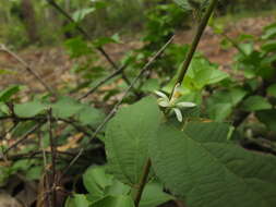 Image of Grewia hirsuta Vahl