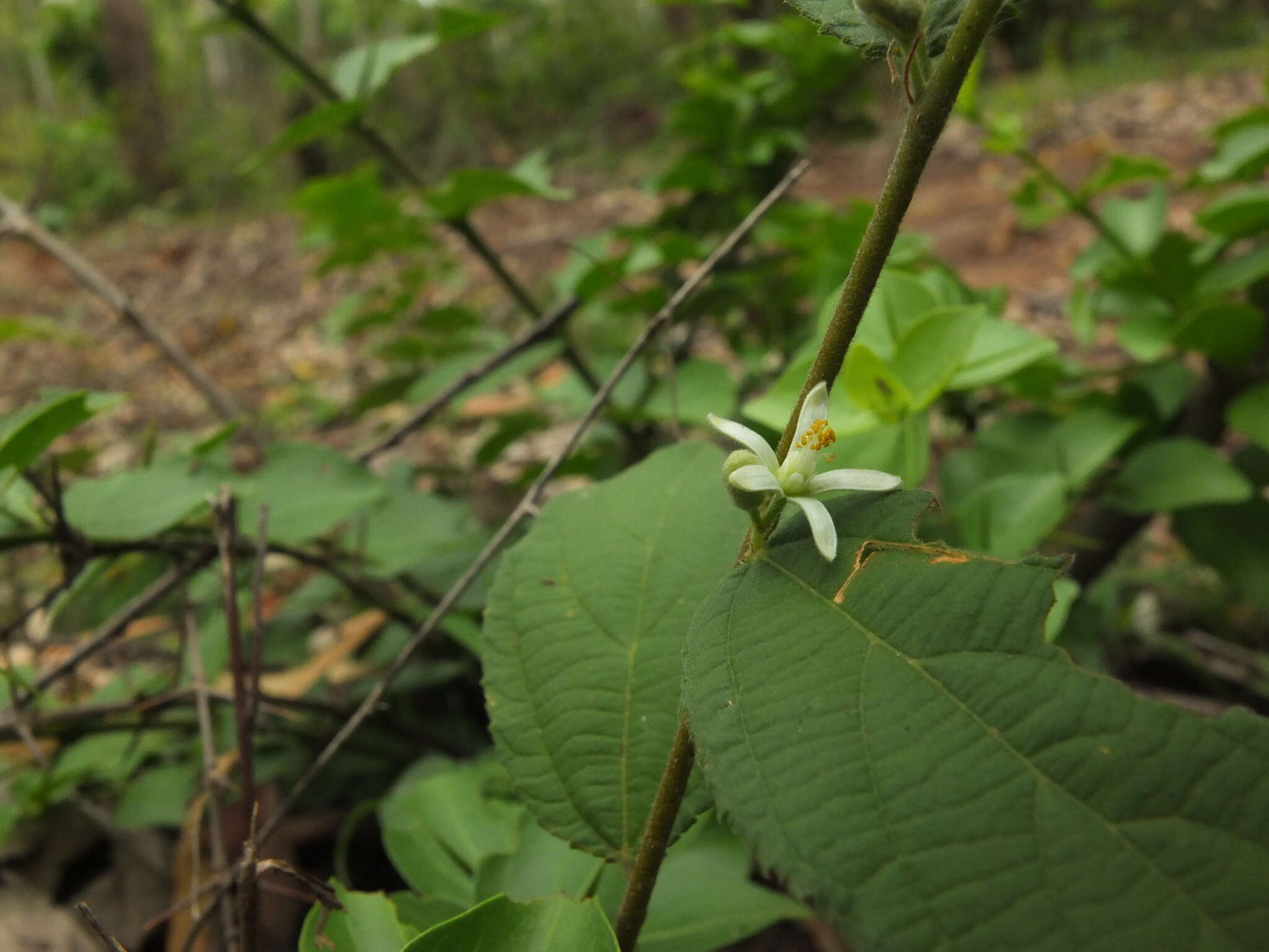 Image of Grewia hirsuta Vahl