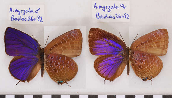 Image of Arhopala myrzala (Hewitson 1869)