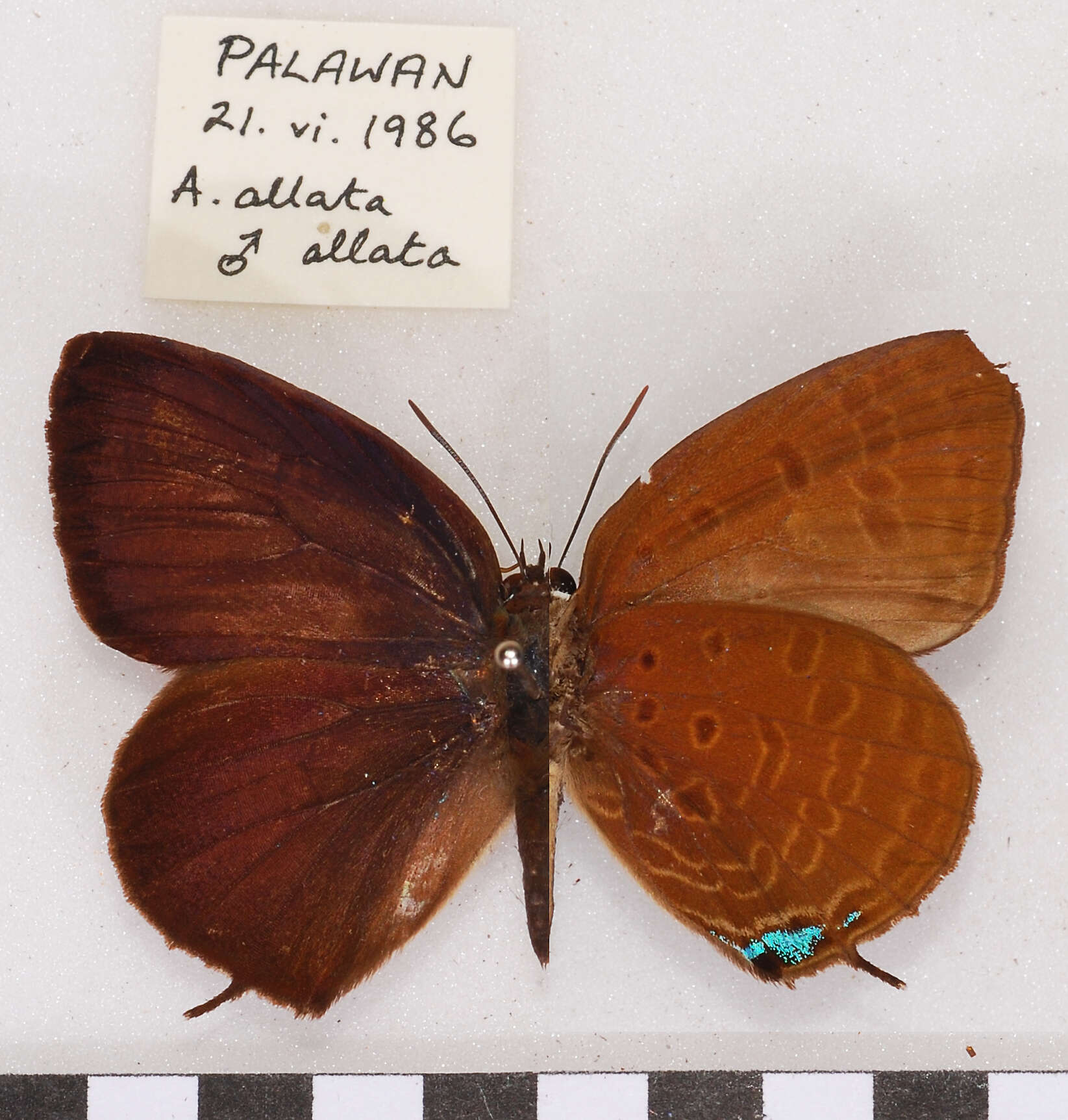 Image of Arhopala allata (Staudinger 1889)