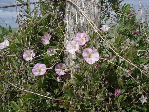 Image of Field Bindweed