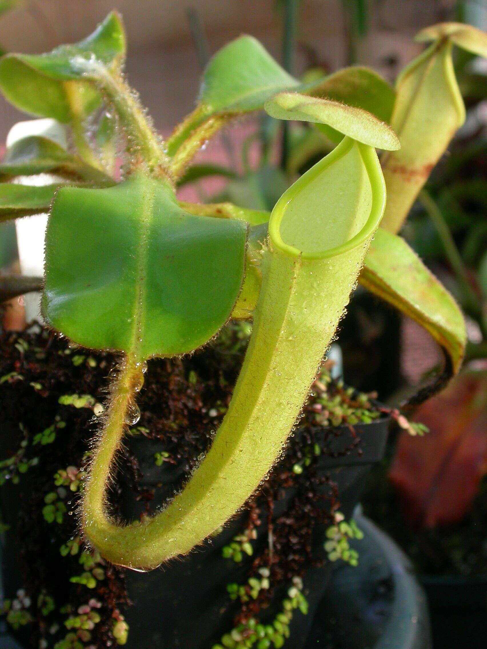 Image of Nepenthes chaniana C. Clarke, Chi. C. Lee & S. McPherson