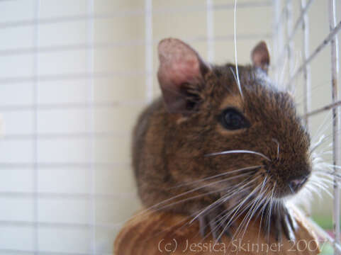 Image of degu