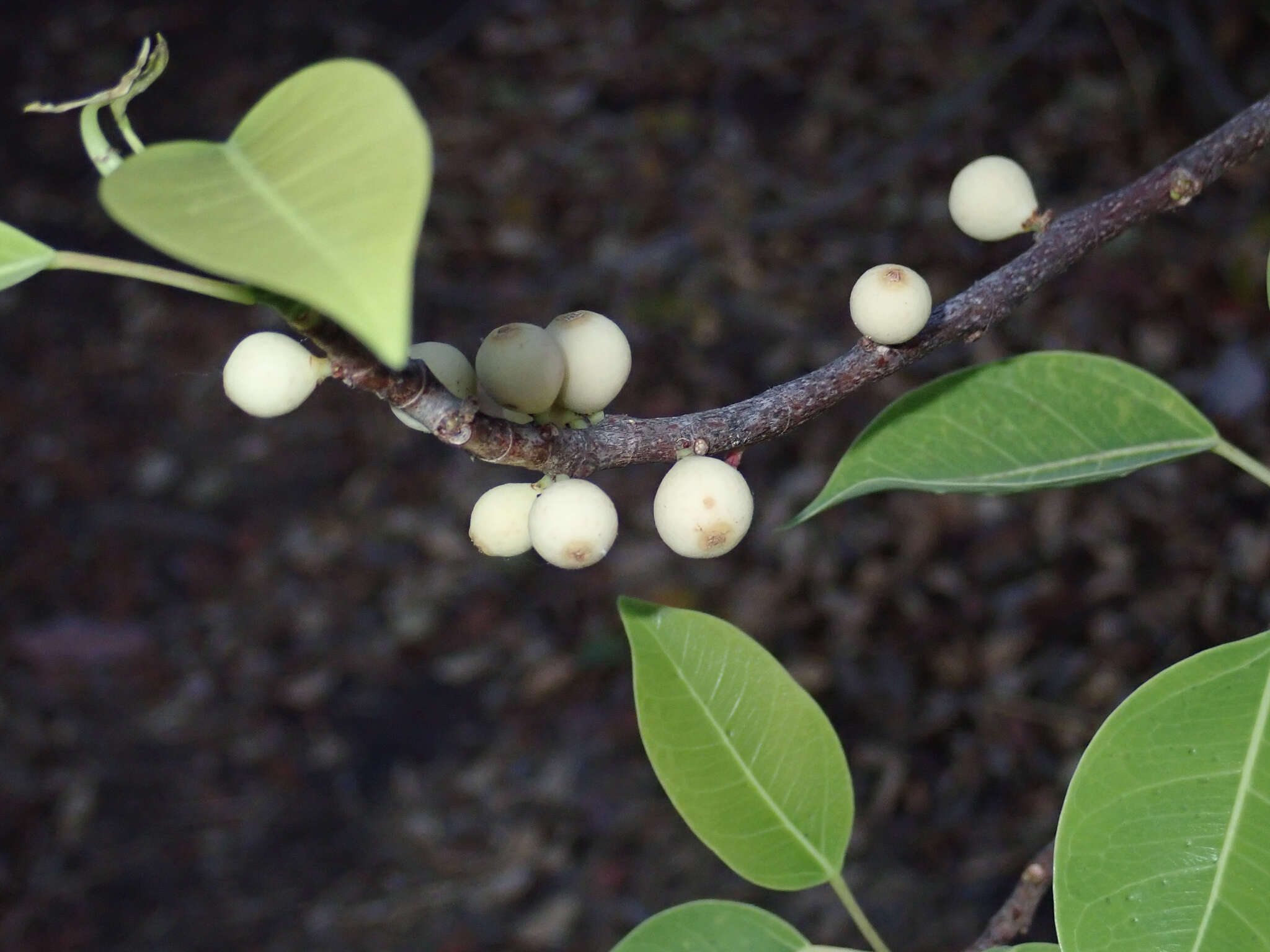 Image of Ficus cordata subsp. lecardii (Warb.) Berg