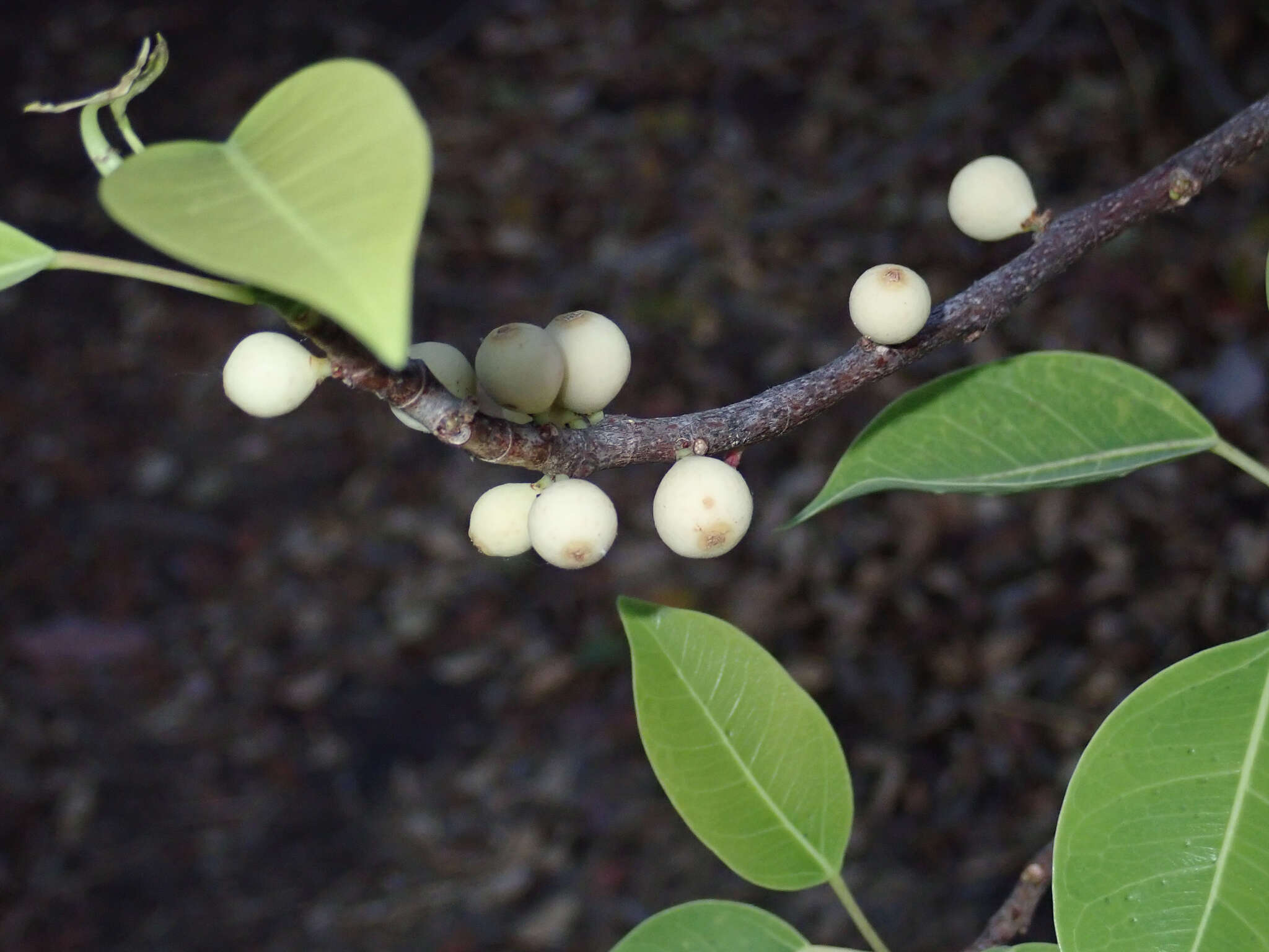 Image de Ficus cordata subsp. lecardii (Warb.) Berg