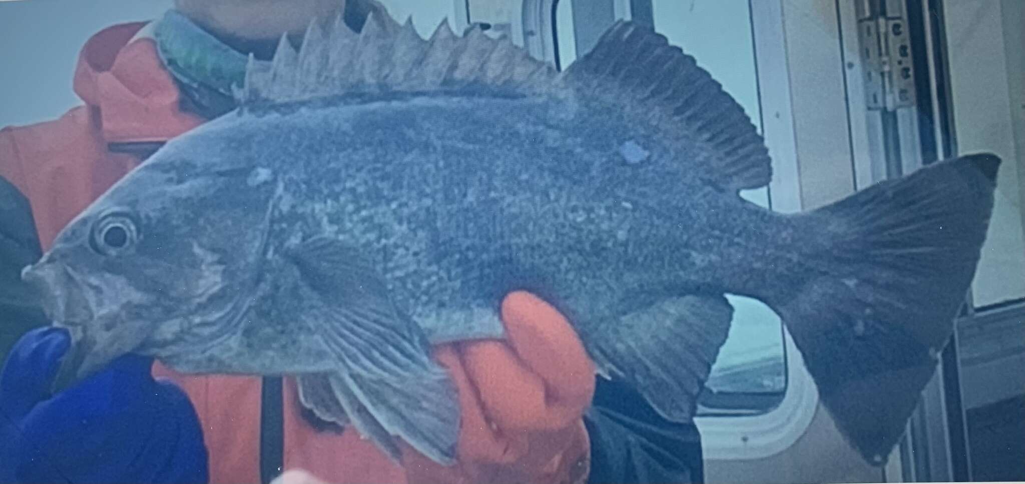 Image of Deacon rockfish