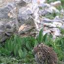 Image of Tibetan Partridge