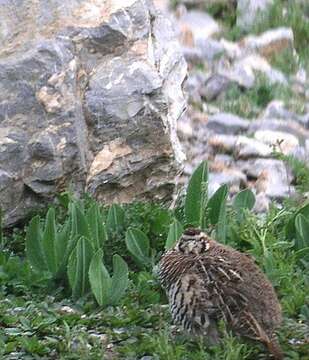 صورة Perdix hodgsoniae (Hodgson 1856)