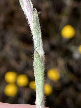 Image of Helichrysum catipes (DC.) Harv.