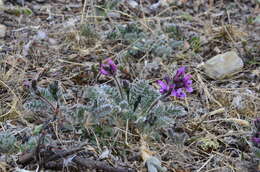 Image de Oxytropis wrangelii Jurtzev