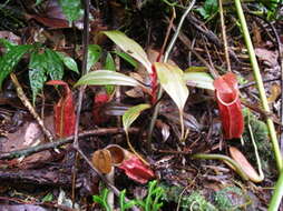 Image of Nepenthes gymnamphora Nees