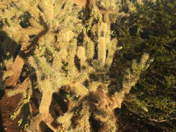 Image of jumping cholla