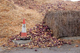 Image of garden onion