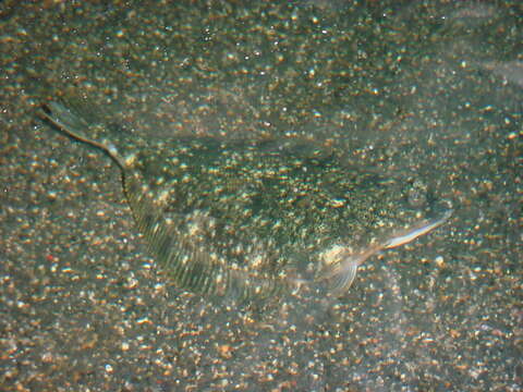 Image of Starry Flounder