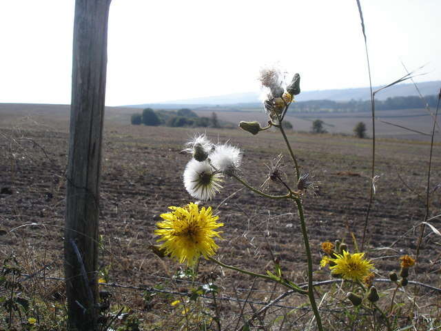 Plancia ëd Sonchus arvensis L.