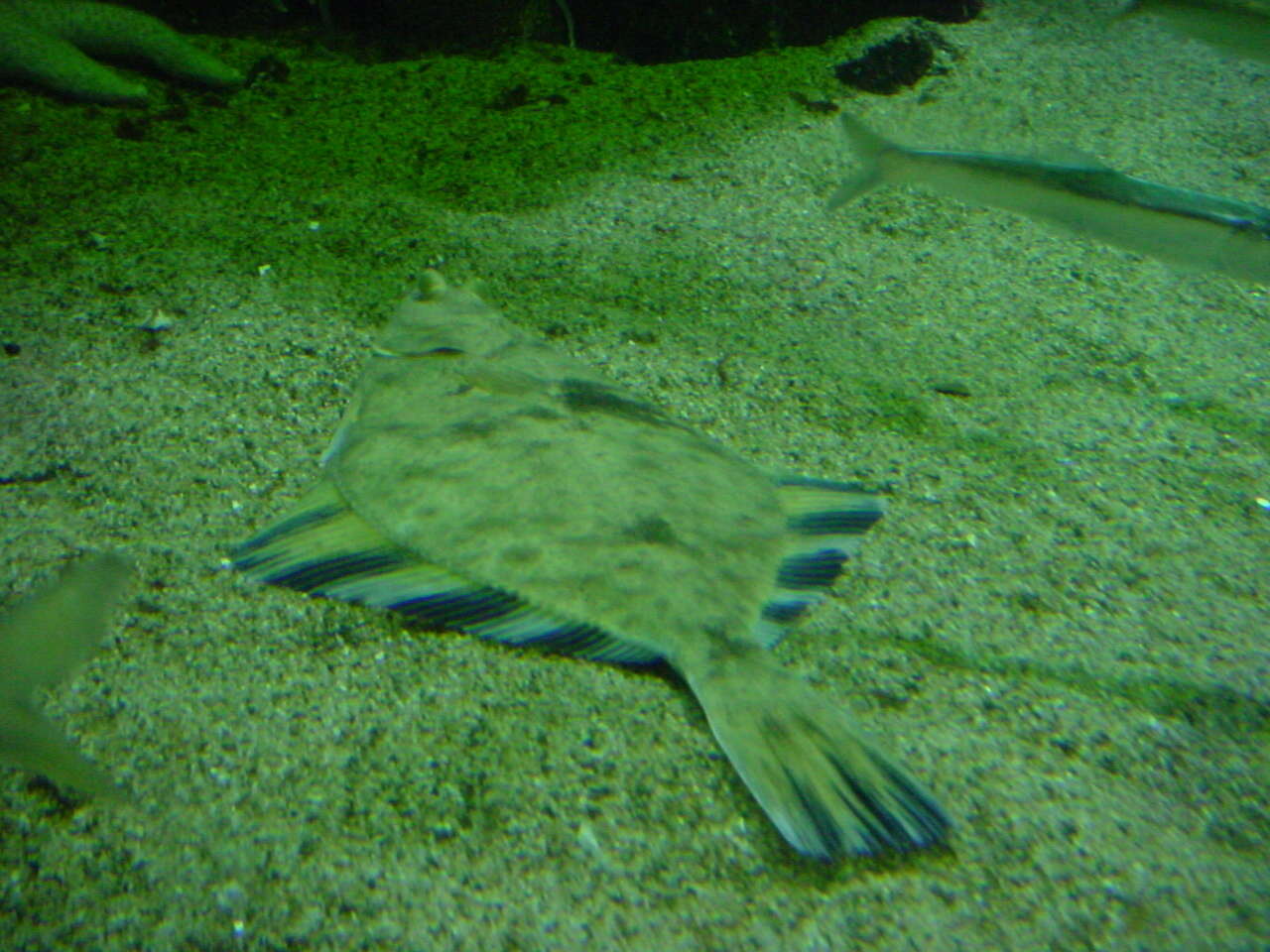 Image of Starry Flounder