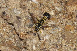 Image of Yellowlegged Clearwing Moth