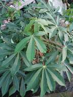 Image of cassava