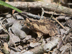 صورة Rhinella sternosignata (Günther 1858)