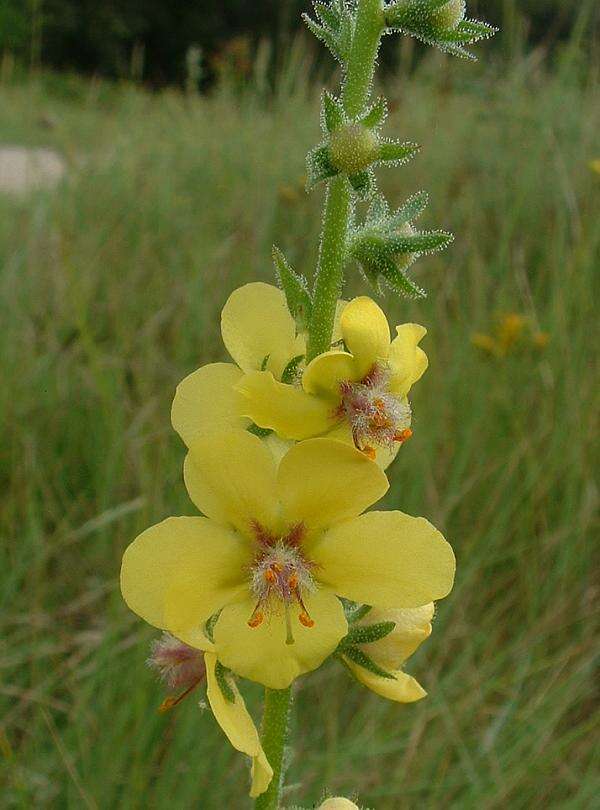 Imagem de Verbascum blattaria L.