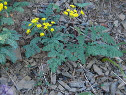 Image of cascade desertparsley