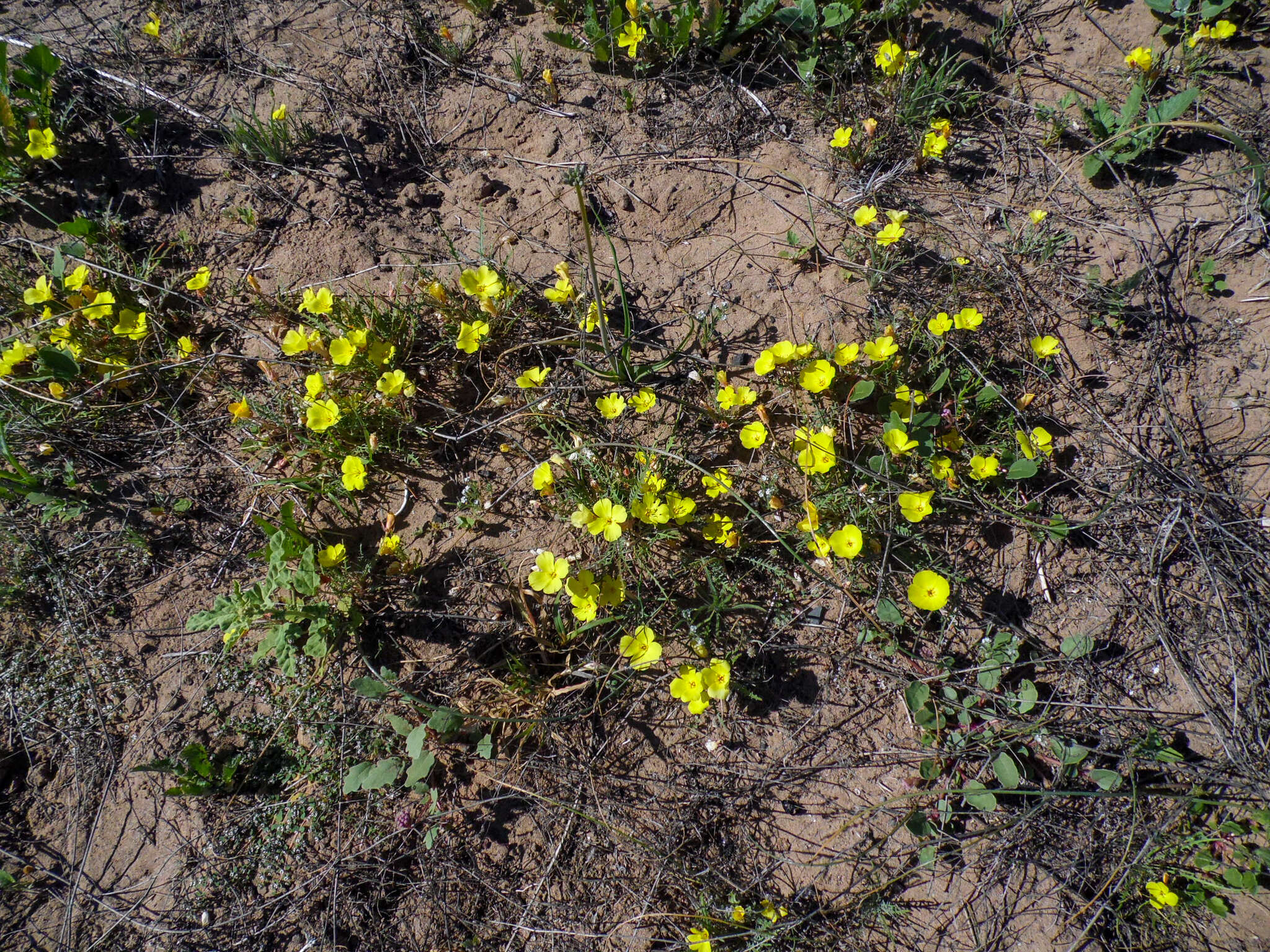 Eulobus sceptrostigma (Brandegee) W. L. Wagner & Hoch resmi