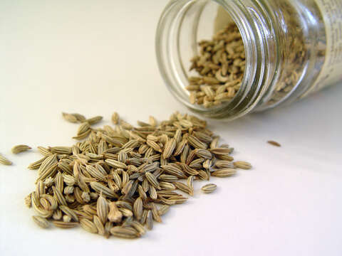 Image of fennel