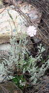Image of Silene undulata subsp. undulata