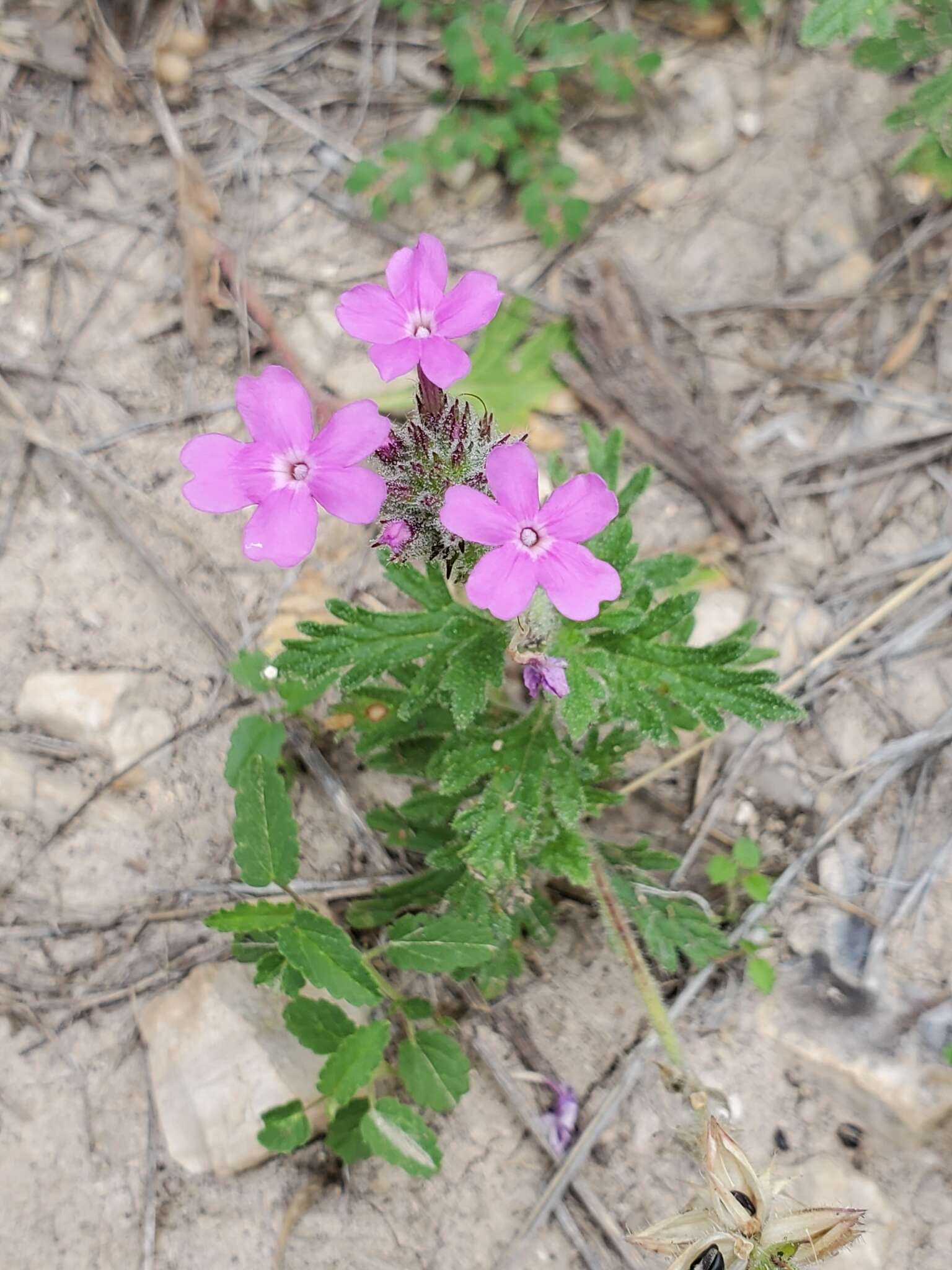 Sivun Glandularia tumidula (L. M. Perry) Umber kuva