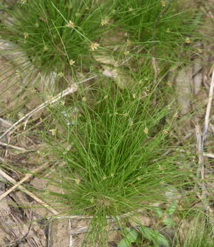 Image of watergrass