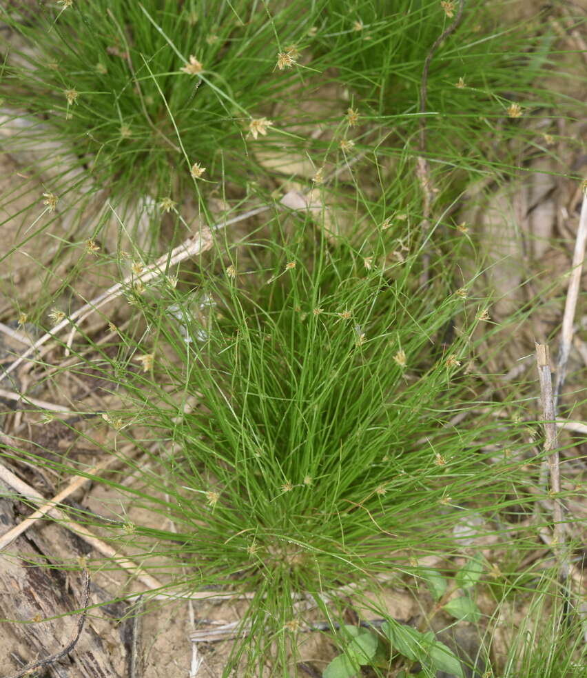Image of watergrass