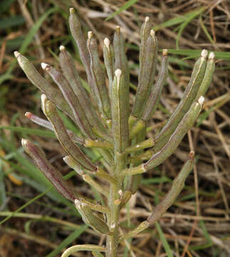 Image of island wallflower