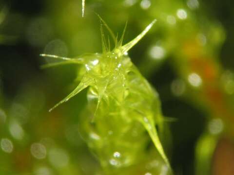 Image of square goose neck moss