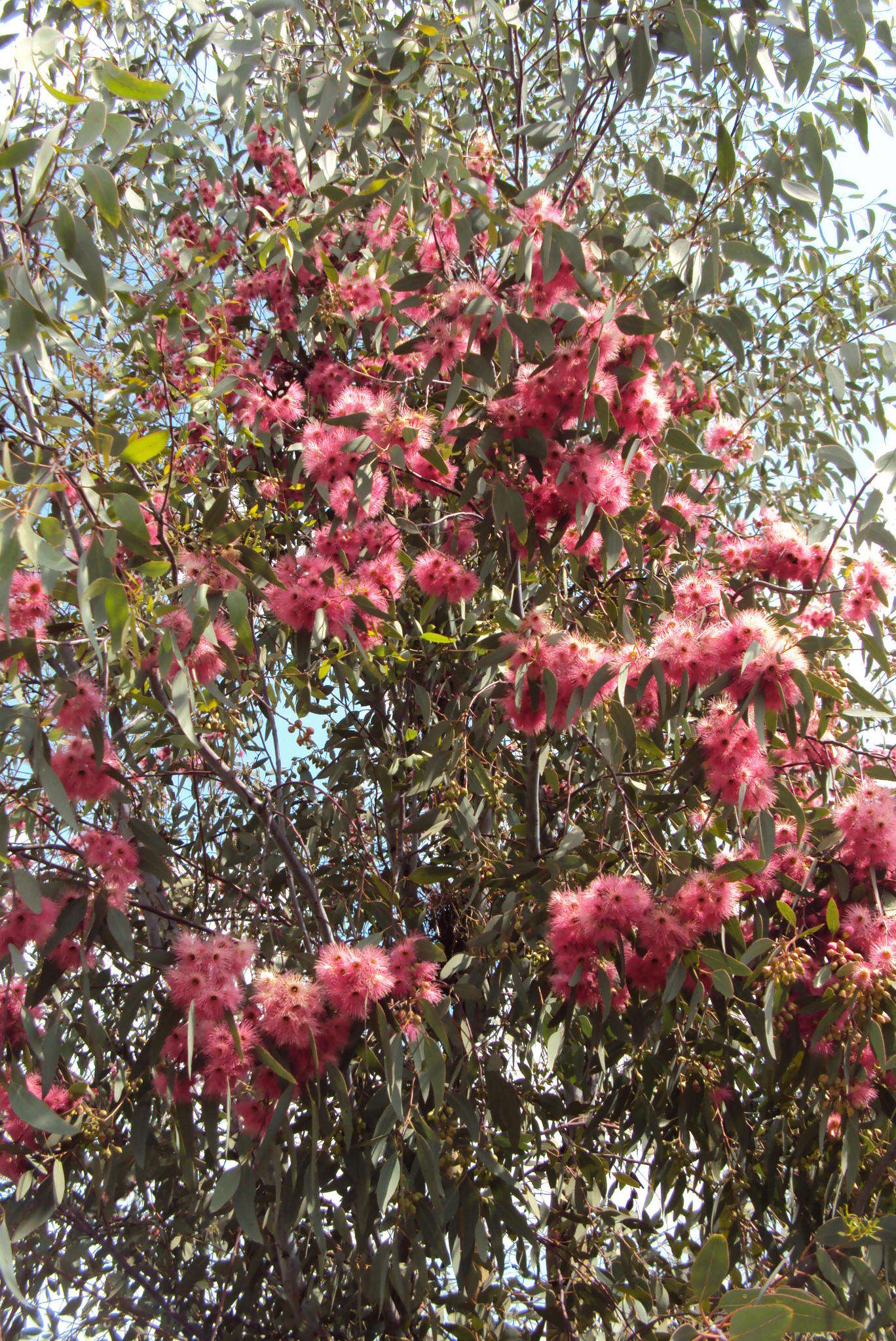 Image of Eucalyptus sideroxylon subsp. sideroxylon