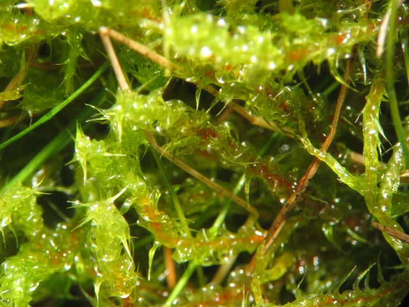 Image of square goose neck moss