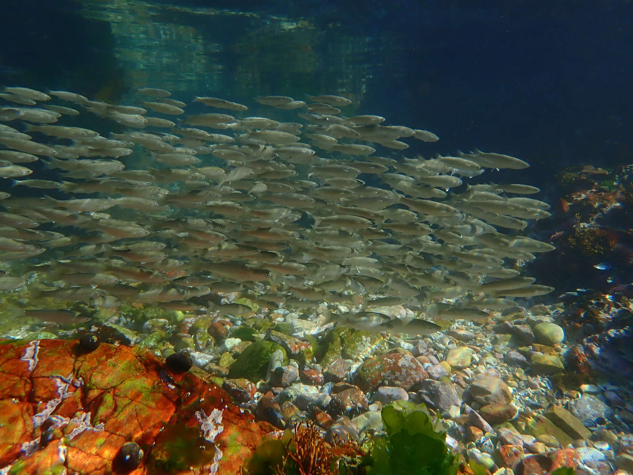 Image of South African mullet